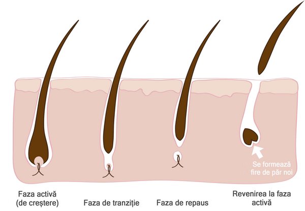 Ciclul de creștere al firului de păr