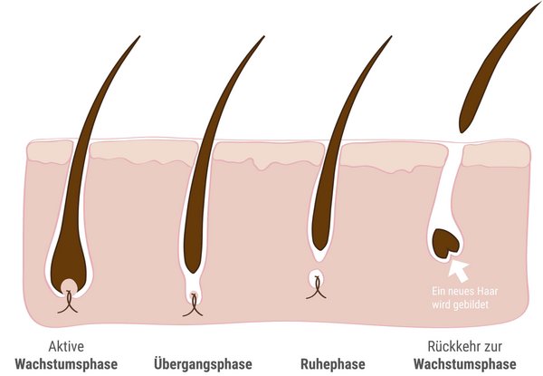 Wachstumszyklus der Haarwurzeln im Überblick
