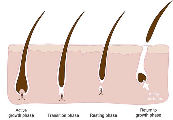 Overview of the hair root growth cycle
